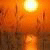 Käyttäjän avatar